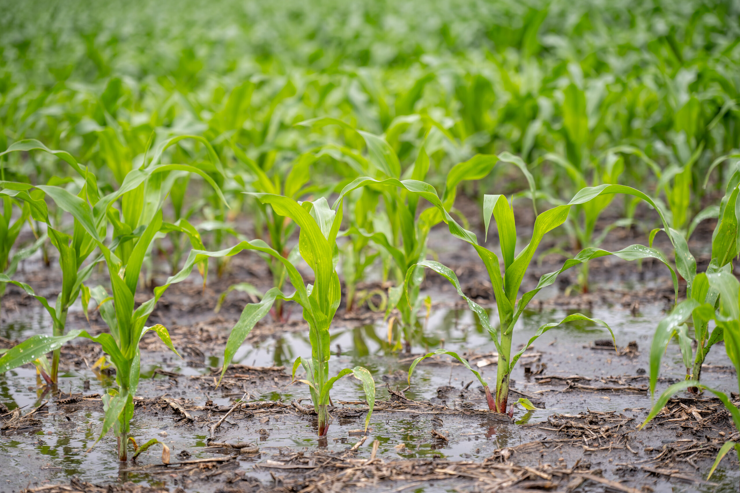 Flooded field causing replant or loss of crop. Customers file claims at this time.